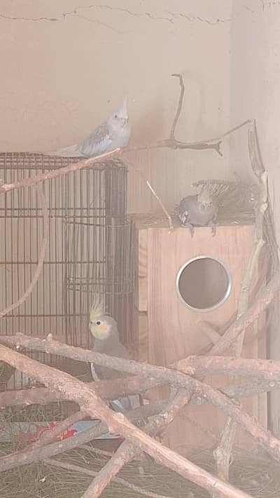 2 Cockatiel pair sale 12000