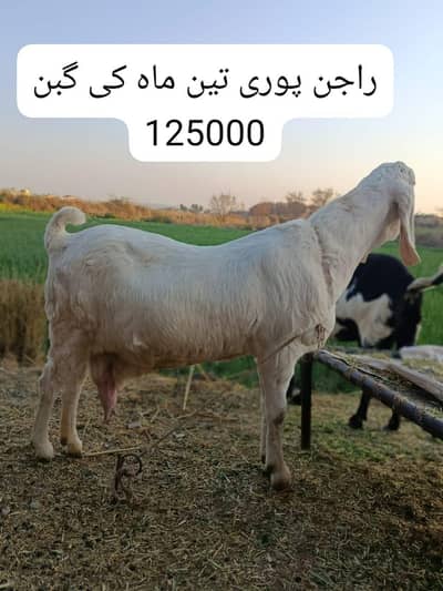 راجن پوری اور بیتل