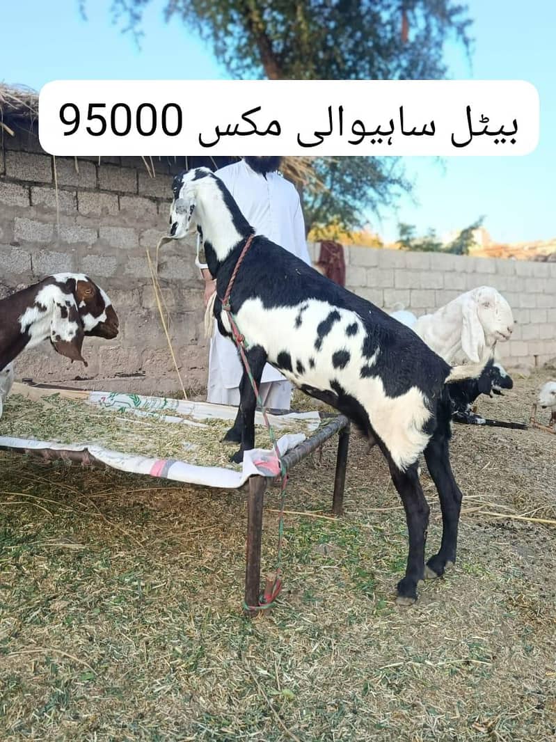 راجن پوری اور بیتل 1