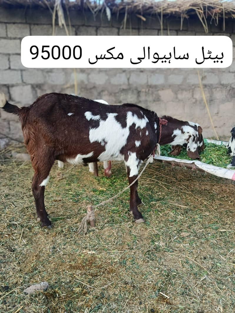 راجن پوری اور بیتل 2