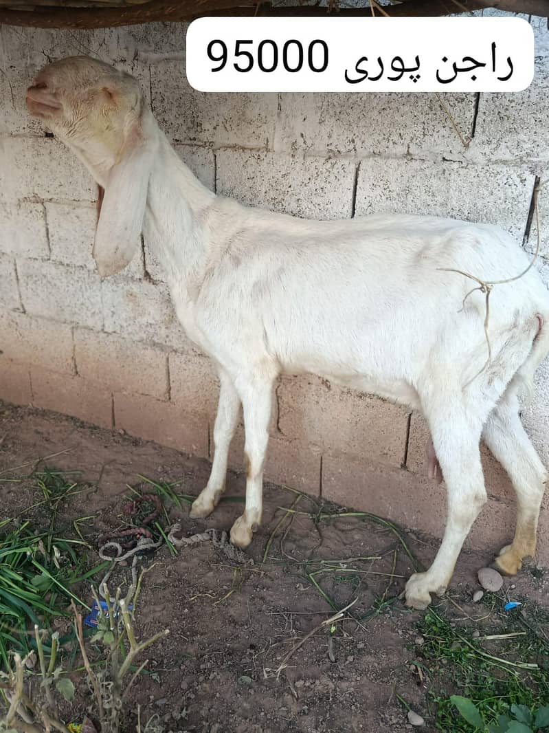 راجن پوری اور بیتل 3