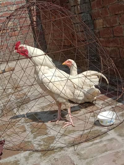 paper white heera aseel for sale