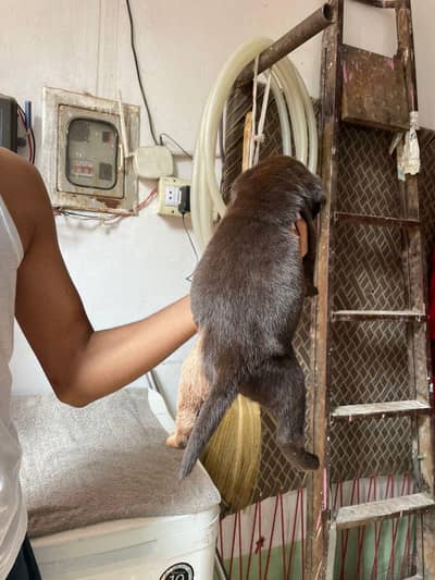 brithish labrador female pup heavy bone structure  03243071070