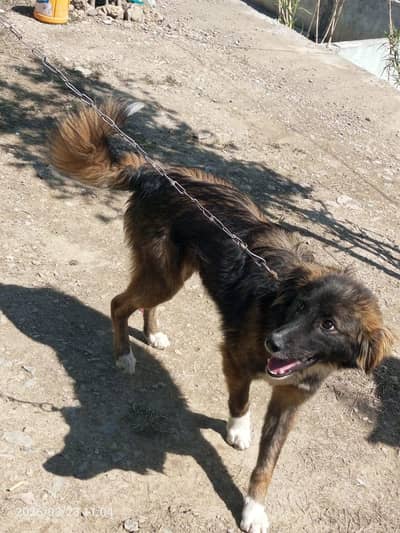 Bakrwali Security Dog