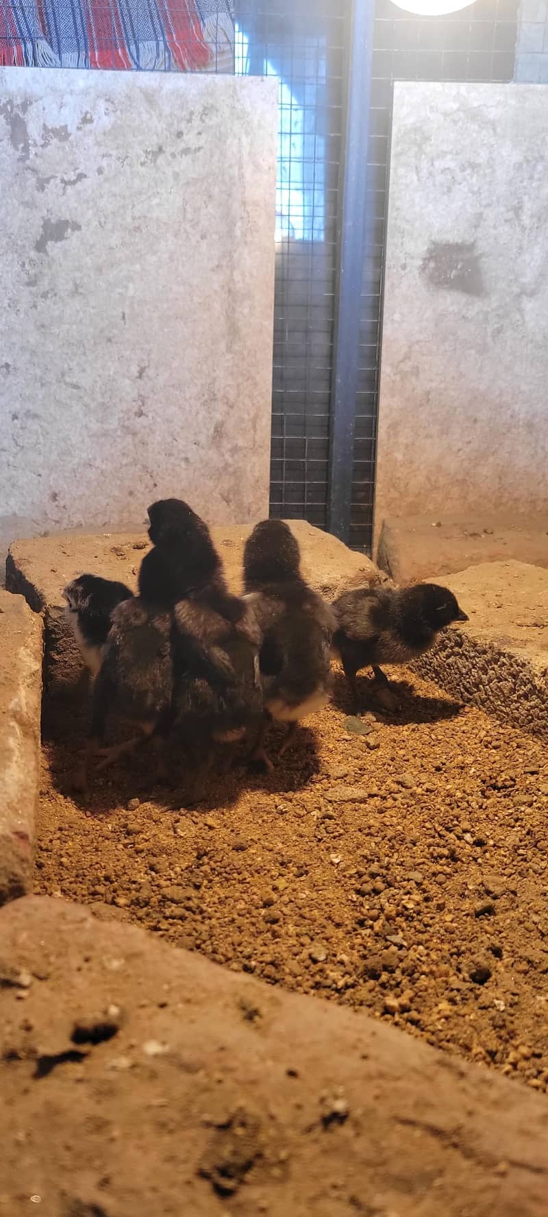 پیور تھائی فیل چکس صحت مند بہترین قیمت 0