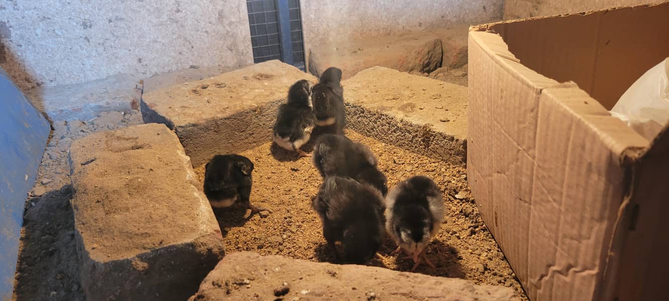 پیور تھائی فیل چکس صحت مند بہترین قیمت 1