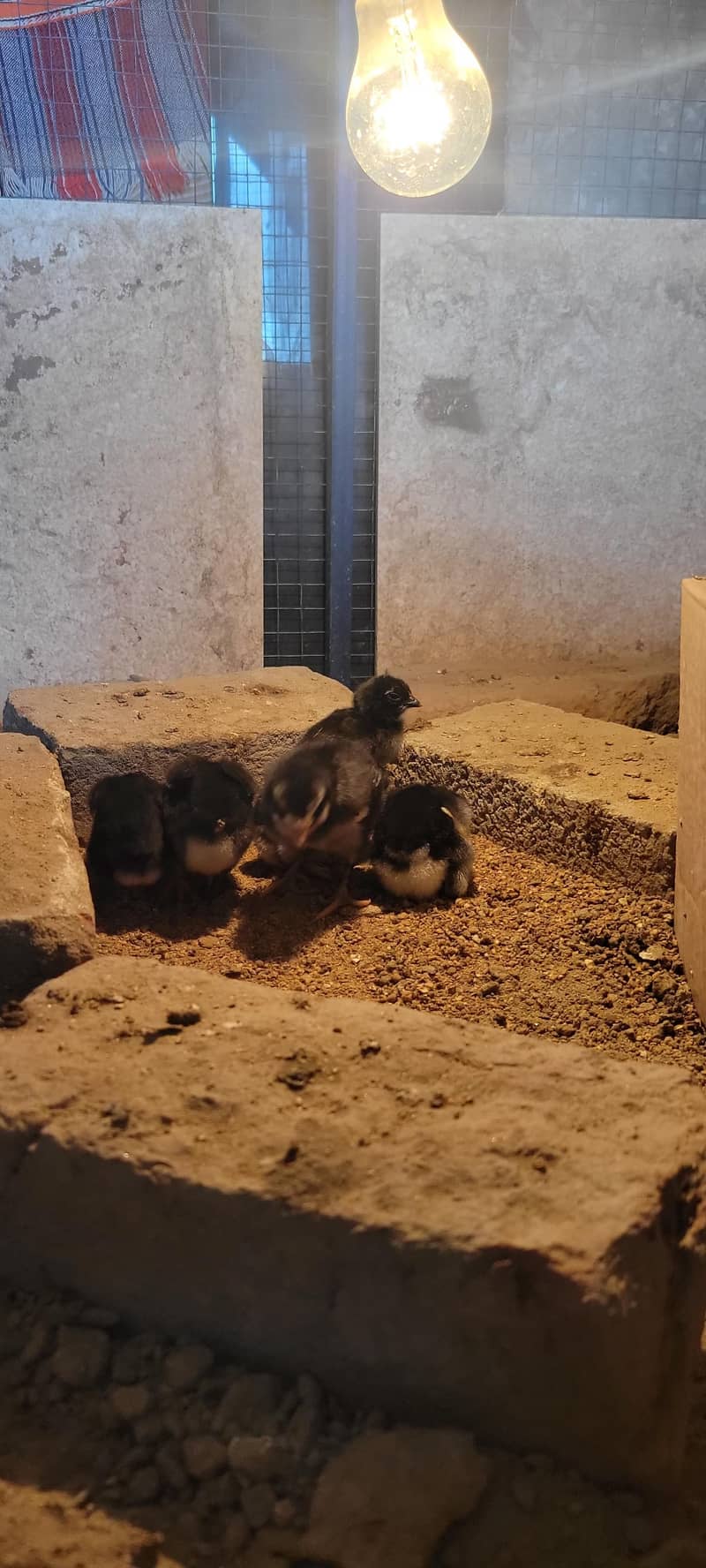 پیور تھائی فیل چکس صحت مند بہترین قیمت 2