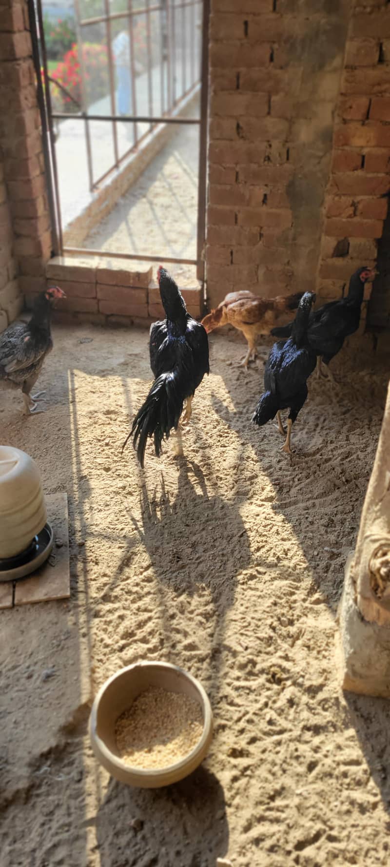 پیور تھائی فیل چکس صحت مند بہترین قیمت 3