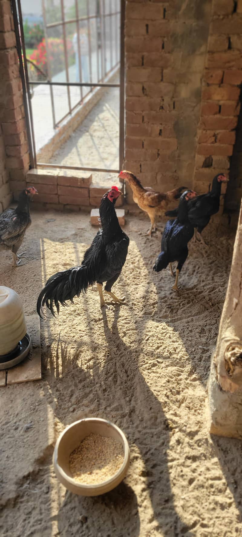 پیور تھائی فیل چکس صحت مند بہترین قیمت 4