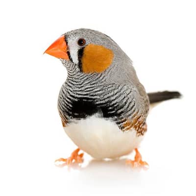zebra finch male