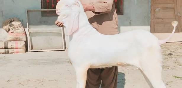 bahut pyara Bakra Hai kurbani ke liye for sale. 03134947622