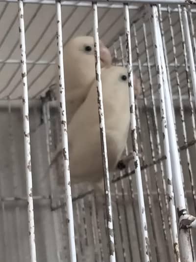 love bird breeder 2 pair with full setup and big cage