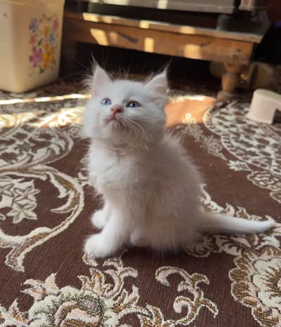 double coated semi punch faced persian kitten for sale