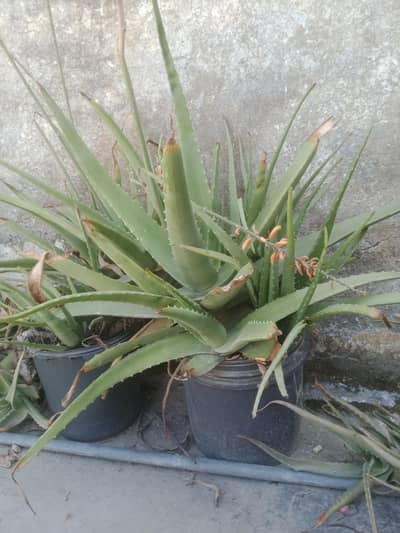 Aloe Vera Plants