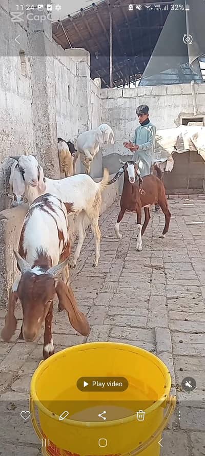 qurbani k bakry