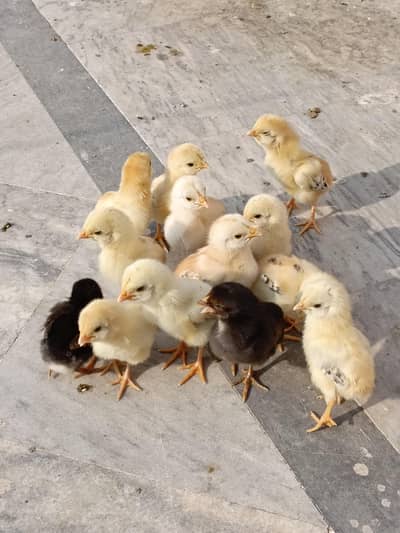 aseel/hen aseel/murgi aseel/chicks aseel/choza desi/hen aseel/murga