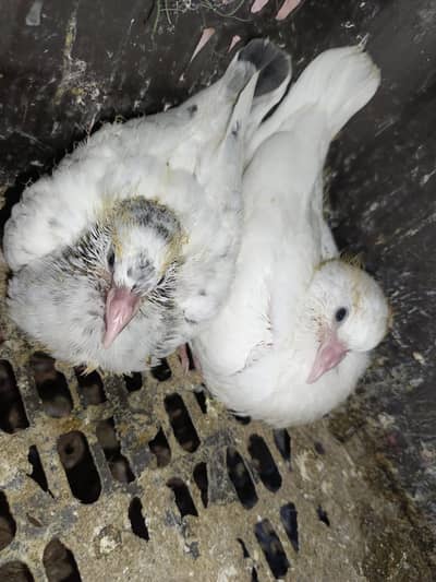 pigeon chicks hand tame. feeding pump available