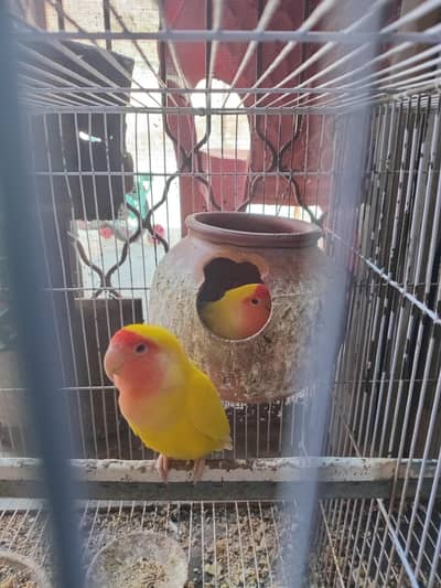 love birds (colour mutation)