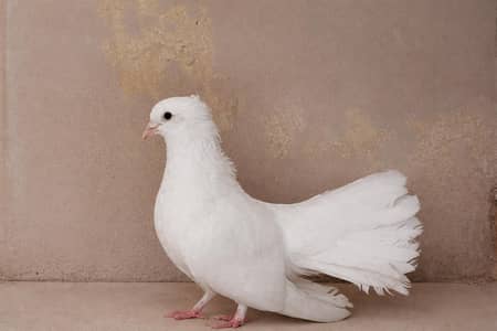 Healthy Indian Fertile Pair – Ready for Breeding