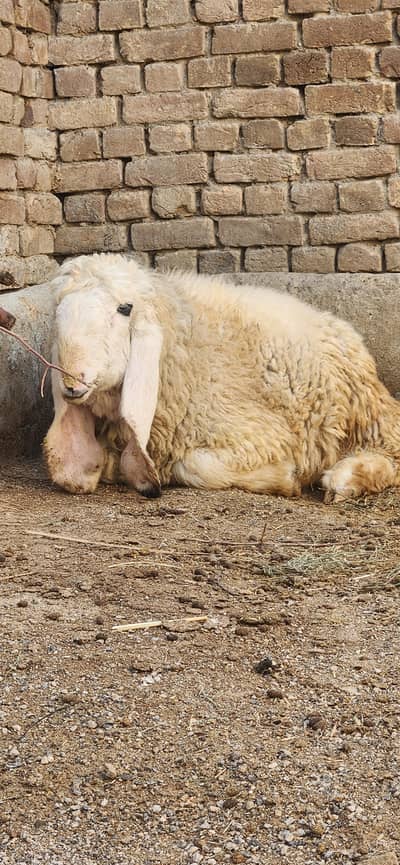 D face long Ear Kajla Sheep mundra