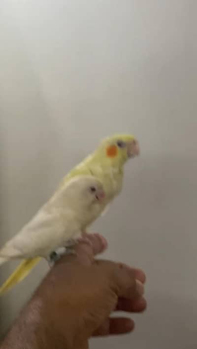 Fully Flying Tame Parrot  Super Friendly - Zero Bite