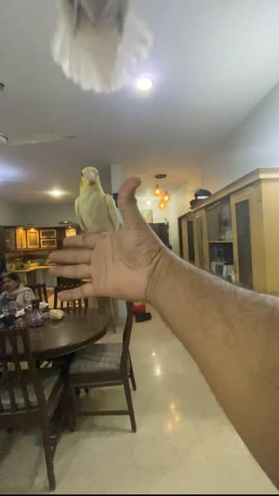 Fully Flying Tame Parrot  Super Friendly - Zero Bite
