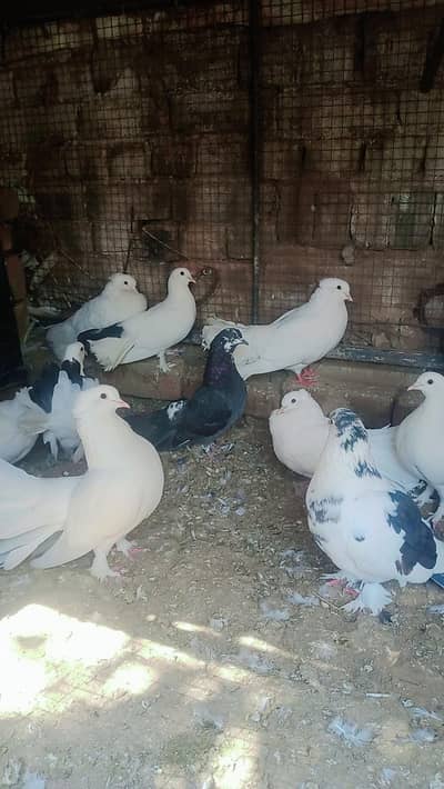 laky pigeons for sale 1700 ka jora