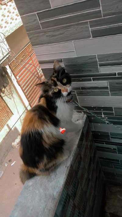 Calico persian cat for urgent sale