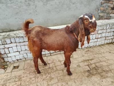 Bakra for sell