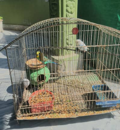 parrots with cage  1800 and 2200