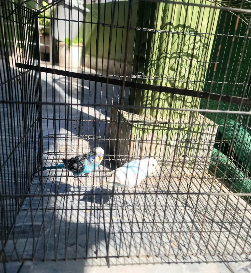 parrots with cage  1800 and 2200 — photo 2