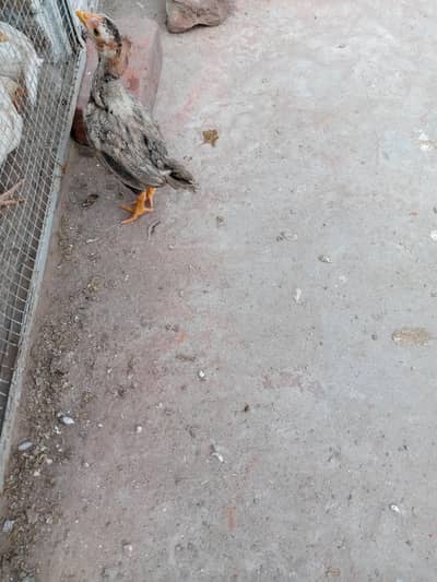 home breed ha Lana Wala 03056377507rabta kar 3chick