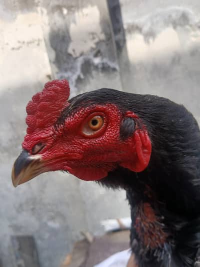 mushaka lasani madia exchange