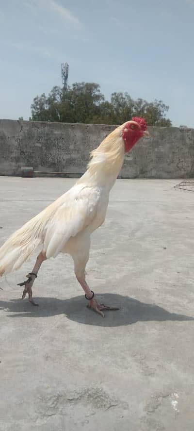 Heera Aseel Eggs For sale