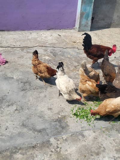 HENS FOR SALE 0321/47/288/09