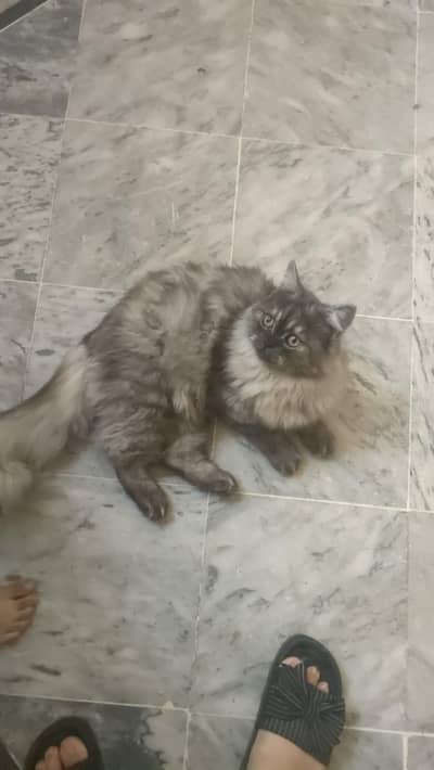 Persian cat for sale