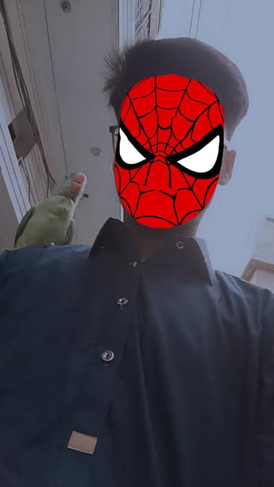 Cage with Raw parrot chicks hand tame fully active