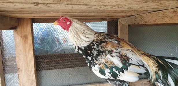 Home Breed fir urgent sale