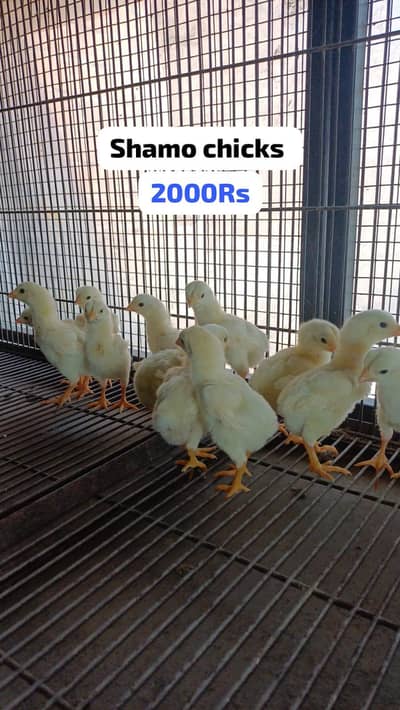 shamo chicks/shamo/white shamo chicks