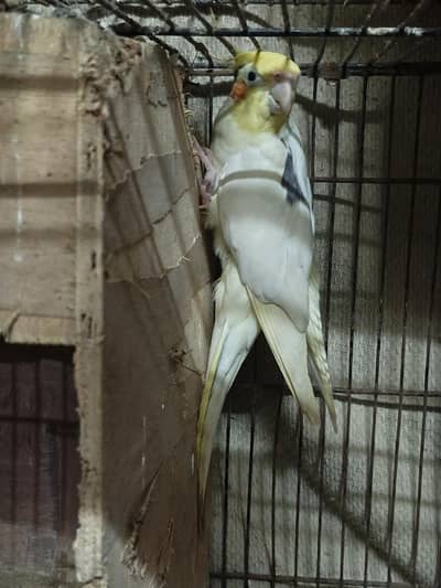 Coctail lotino breeder