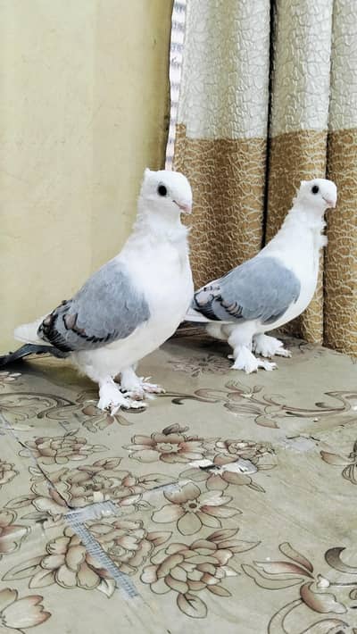 Sentient Blue bar Pair