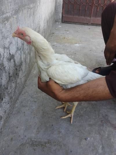 Heera aseel chicks 03014237451 call me