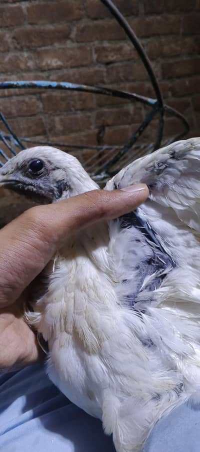 Thai dragon breed available