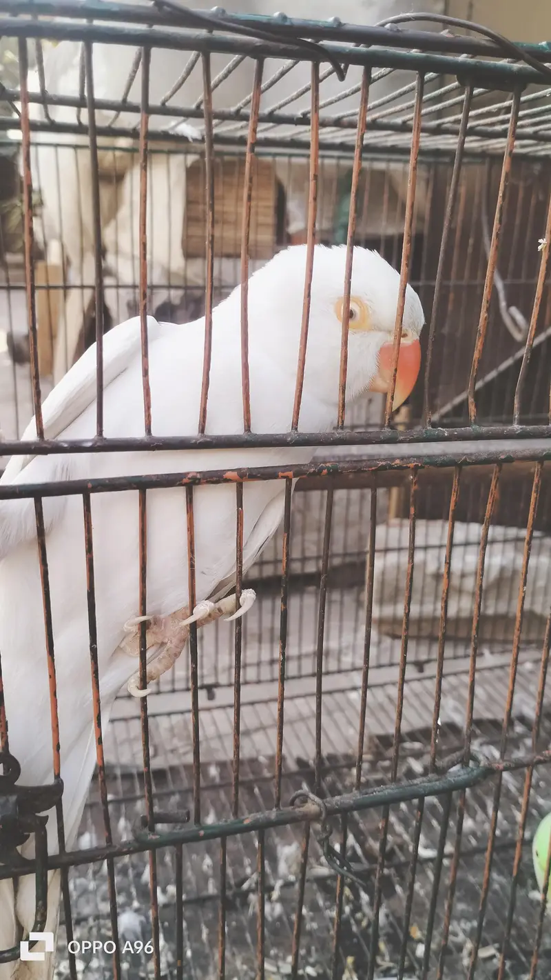 white red eyes parrot female