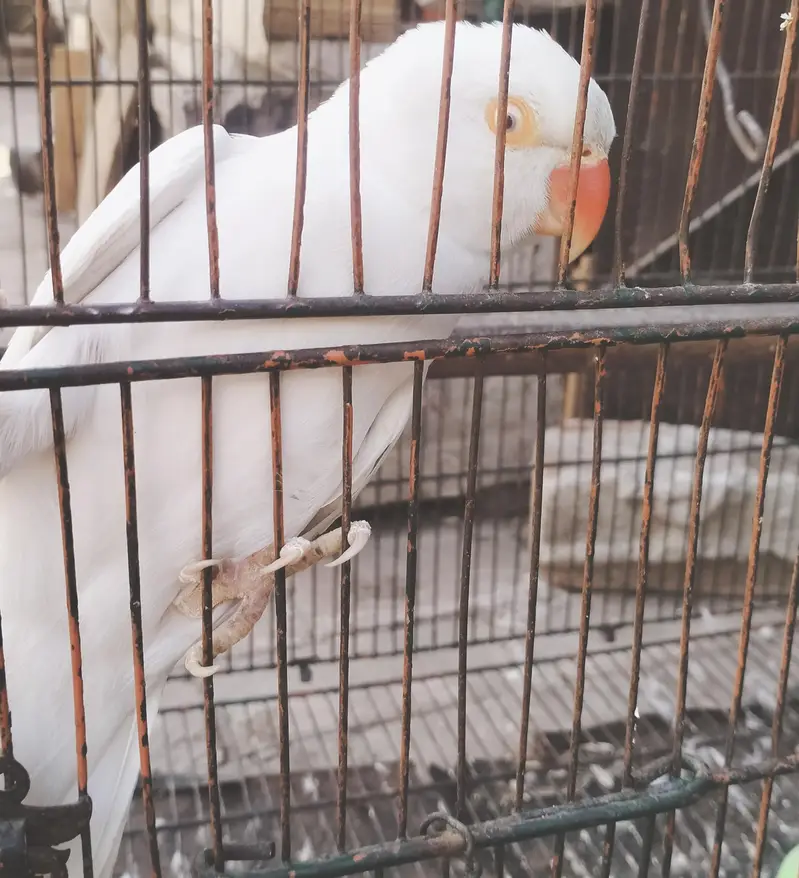 white red eyes parrot female — photo 2