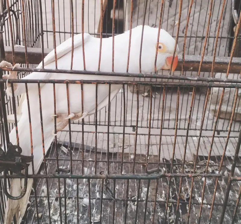 white red eyes parrot female — photo 3