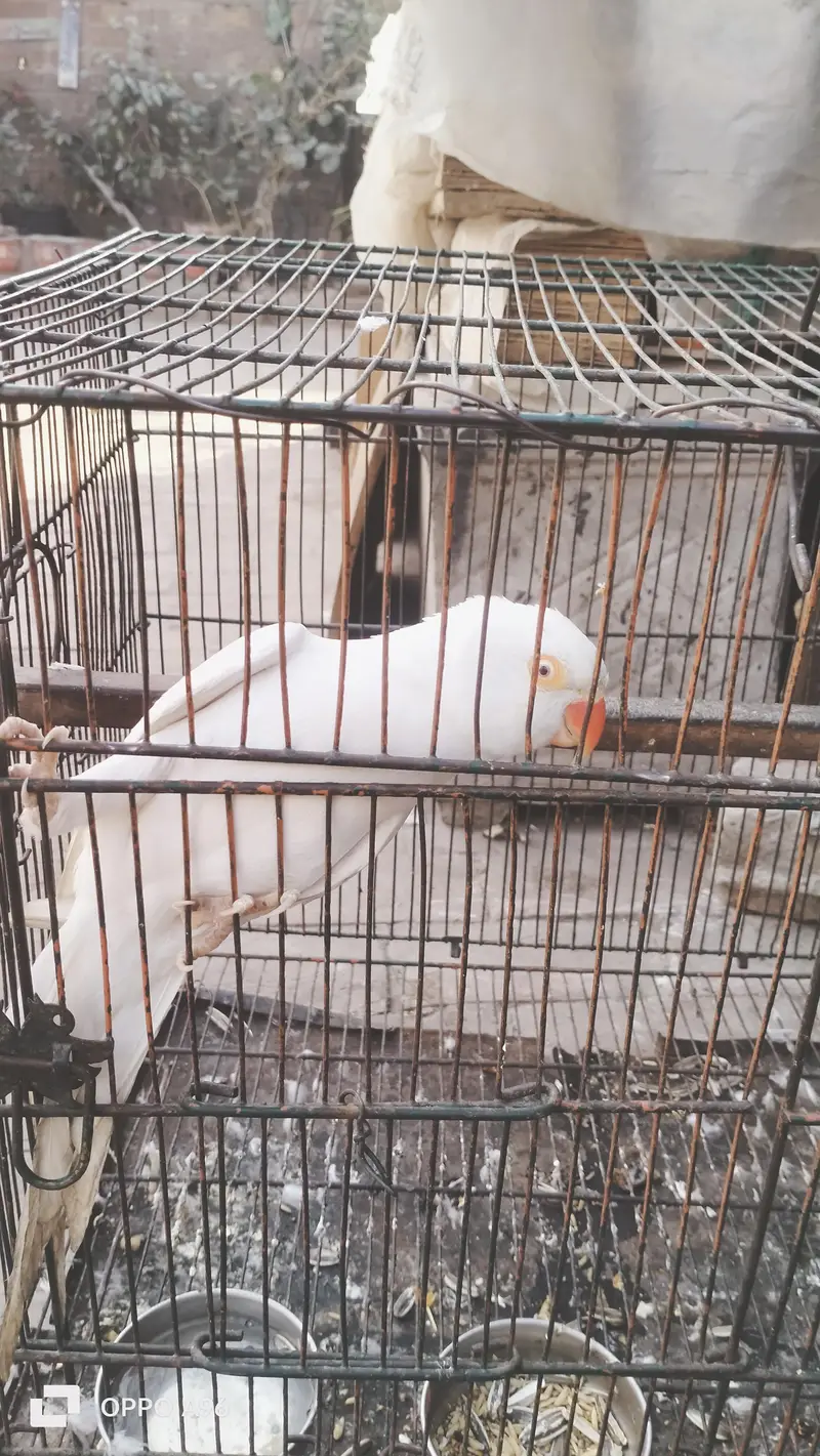 white red eyes parrot female — photo 4
