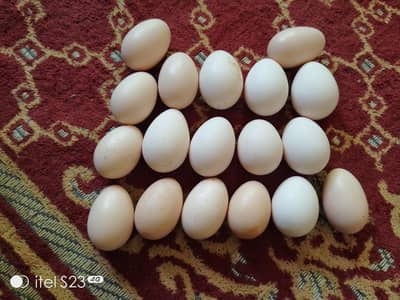 Heera Eggs