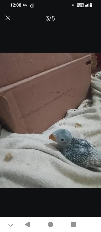 baby green ring nick