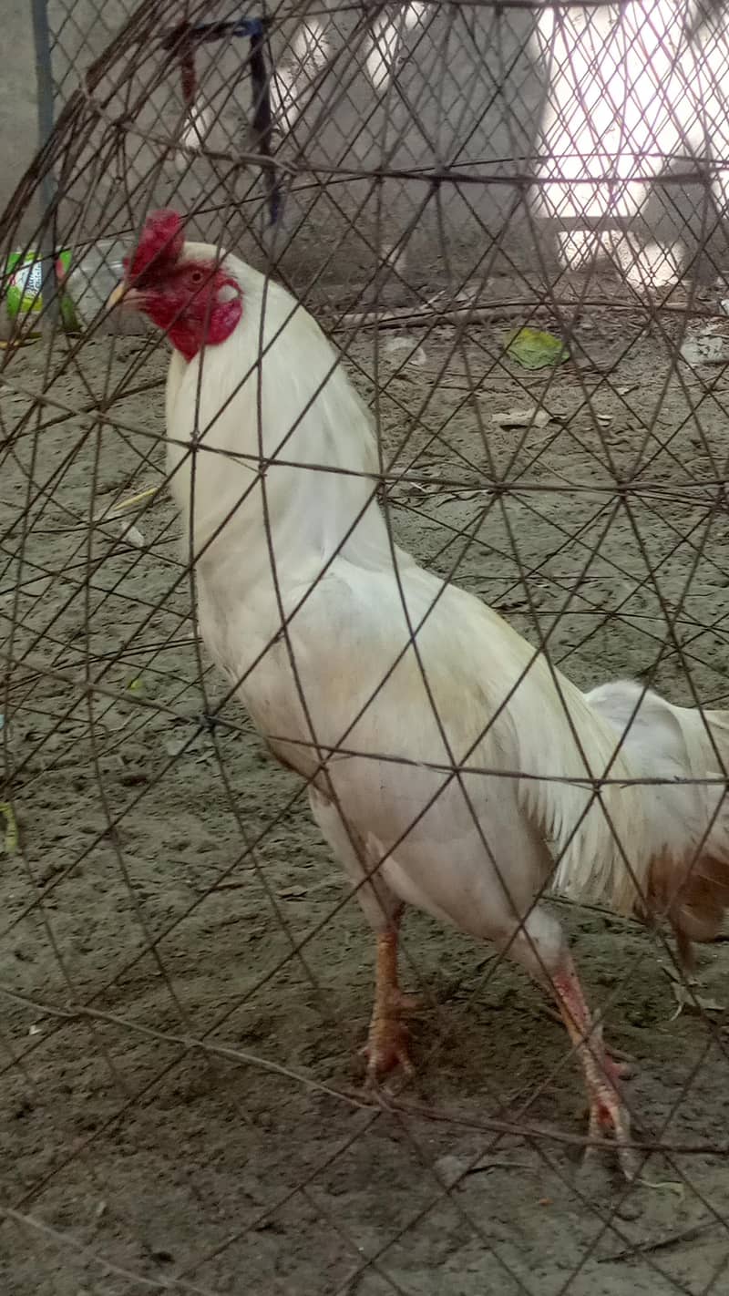 اسیل ہیرا اور دیسی مرغے فروخت کے لیے 0